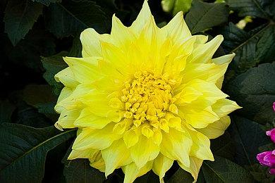 《忍者龙剑传4》全新视频 准备大战性感狐花魁